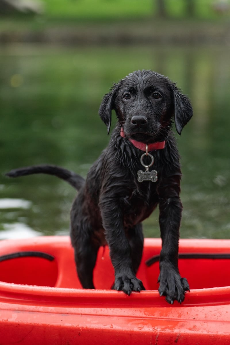 Happy Dog